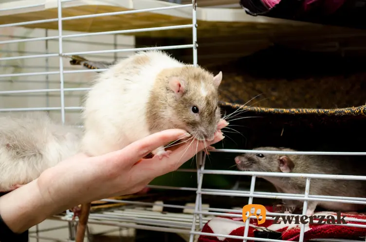Szczur wkładany do klatki, a także polecana hodowla szczurów domowych i szczury z rodowodem