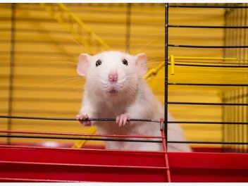 Ilustracja artykułu hodowla szczurów domowych – zobacz, gdzie kupić rasowego gryzonia