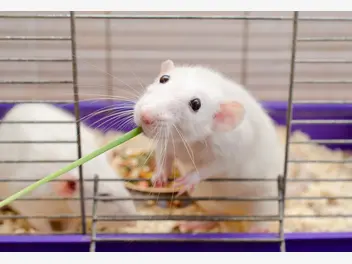 Ilustracja artykułu co jedzą szczury? oto podstawowe menu popularnego gryzonia