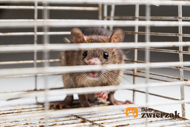 Szczur w klatce, a także rasy szczurów domowych hodowlanych, ich odmiany i gatunki