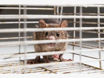 Ilustracja artykułu jakie są najpopularniejsze rasy szczurów? przedstawiamy wszystkie odmiany