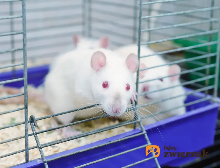 Białe szczury w klatce, a także rasy szczurów domowych hodowlanych, ich odmiany i gatunki