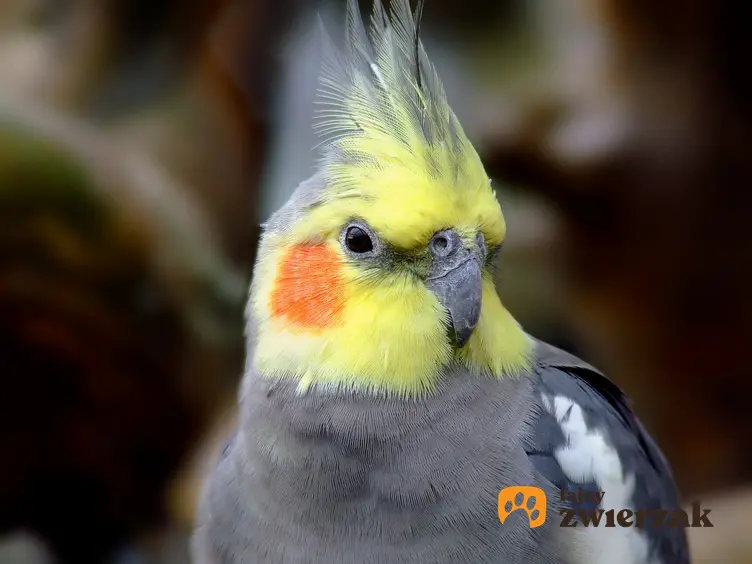 Papuga nimfa na zdjęciu portretowym, a także jej usposobienie, wychowanie i cena