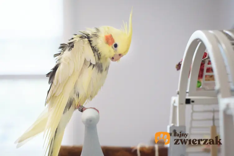 Papuga nimfa na drążku przy klatce, a także jej wychowanie, usposobienie i porady