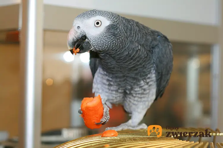 Papuga jedząca marchewkę w klatce, a także pokarm i karma dla papug