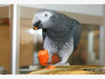 Ilustracja artykułu karma dla papug – rodzaje, skład, cena, opinie, porady żywieniowe