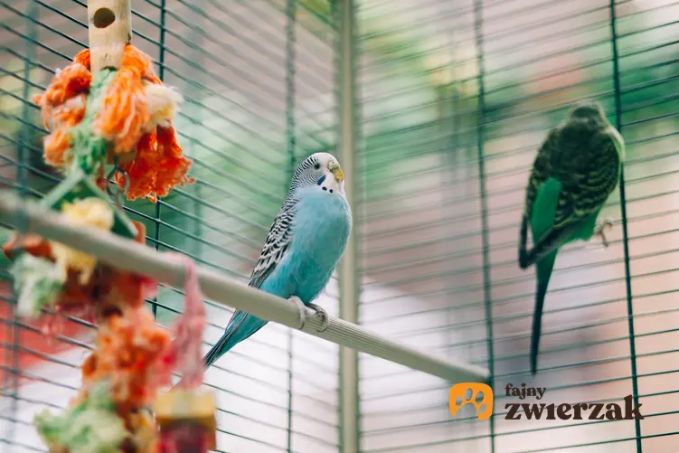 Papugi w klatce w domu, a także ile żyje papuga i długość życia papugi