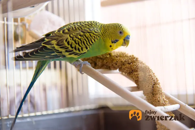 Papuga w klatce w domu, a także ile żyje papuga i długość życia papugi