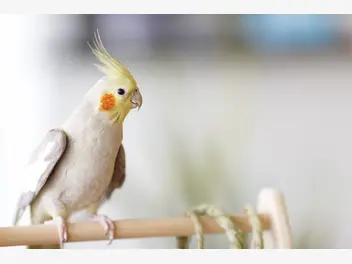 Ilustracja artykułu jak wygląda oswajanie papugi nimfy? wyjaśniamy krok po kroku