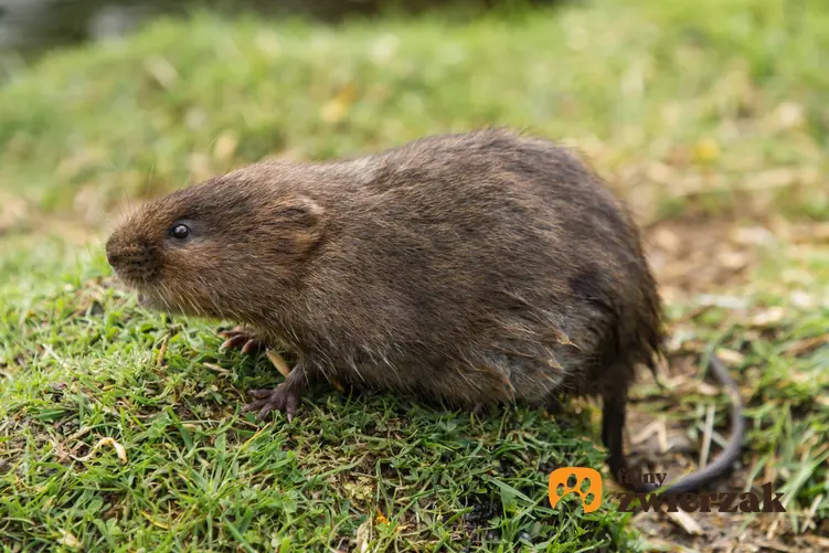 Szczur wodny, czyli karczownik na tle trawy, a także informacje, opis i zwalczanie