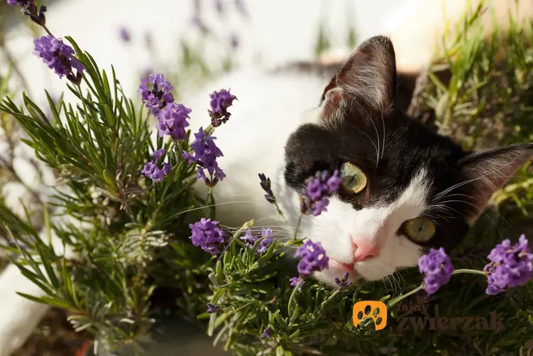 Kot w kwiatach lawendy, a także porady i sposoby, jak odstraszyć koty i czym odstraszyć koty