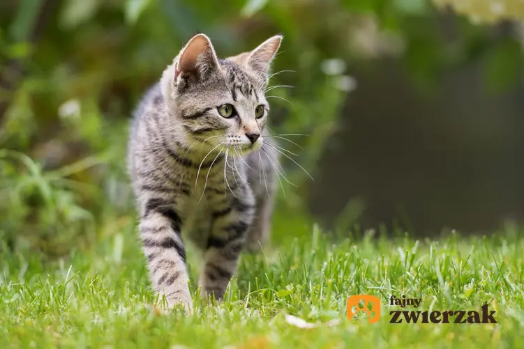 Kot na podwórku na trawniku, a także porady, jak odstraszyć koty i czym odstraszyć koty