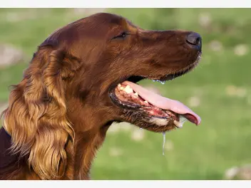 Ilustracja artykułu ślinotok u psa – przyczyny, leczenie, zapobieganie, porady weterynarza