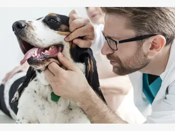Ilustracja artykułu choroby przyzębia u psa i kota – przyczyny, objawy, leczenie, zapobieganie