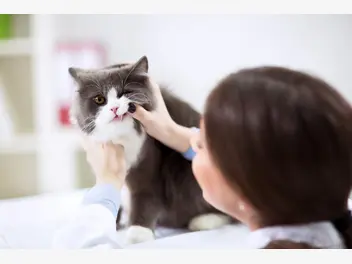 Ilustracja artykułu dlaczego kotu śmierdzi z pyska? oto najczęstsze przyczyny