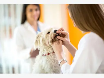 Ilustracja artykułu brzydki zapach z pyska psa – przyczyny, zwalczanie, zapobieganie