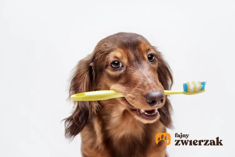 Pies trzymający w pysku szczoteczkę do zębów oraz brzydki zapach z pyska psa i przyczyny