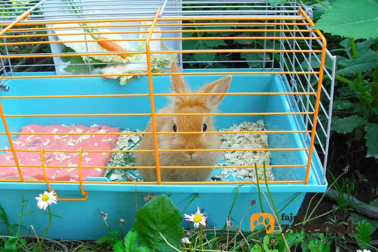 Królik miniaturka w kltace, a także polecana klatka dla królika miniaturki i cena