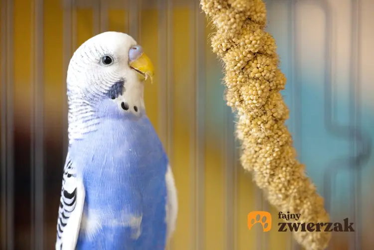 Papuga w klatce przy kolbie jedzenia, a także pokarm dla ptaków dzikich i domowych