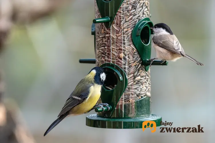 Ptaki przy karmniku zimujące w Polsce, a także pokarm dla ptaków, porady i cena