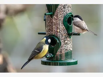 Ilustracja artykułu pokarm dla ptaków dzikich i domowych - rodzaje karmy, cena, opinie