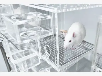 Ilustracja artykułu klatka dla szczura - modele, ceny, wymiary, wyposażenie