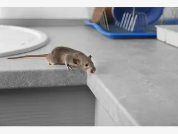 Ilustracja artykułu odstraszacz na myszy - modele, sposoby działania, ceny, opinie