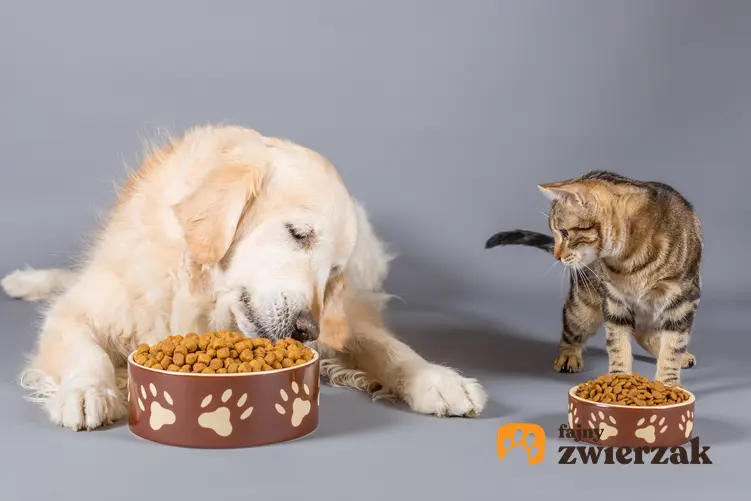Pies i kot jedzący z misek, a także Karma Dolina Noteci dla zwierząt i jej rodzaje
