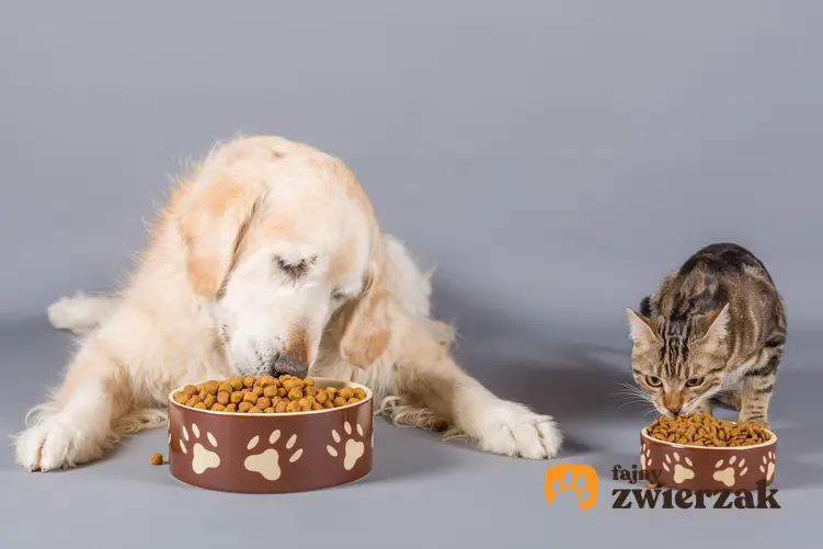 Pies i kot jedzący z miski oraz taste of the wild, rodzaje i cena