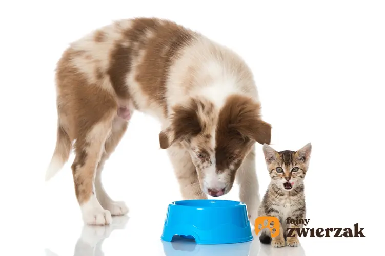Pies i kot jedzący z miski na białym tle, a także taste of the wild dla zwierząt i jej rodzaje
