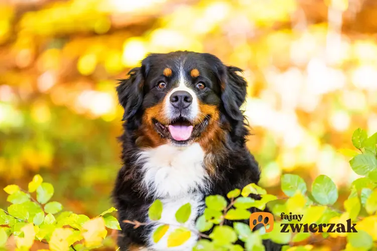 Pies rasy owczarek pasterski na żółtym tle liści, a także jego charakter i cena