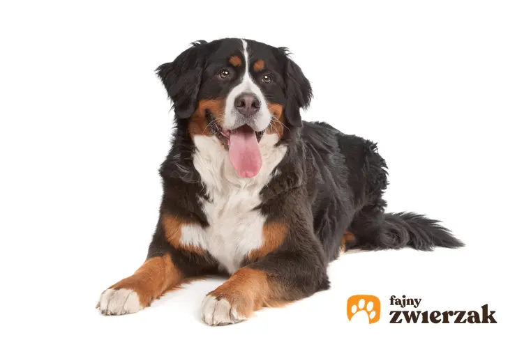 Pies rasy berneński pies pasterski na białym tle, a także jego charakter i cena