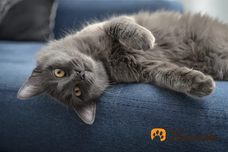 Kot nebelung na kanapie w domu, a także jego charakter, usposobienie, cena i hodowla