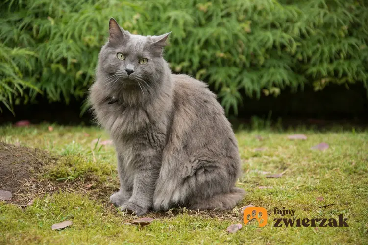 Kot nebelung na trawniku, a także jego wychowanie, opis, charakter i cena