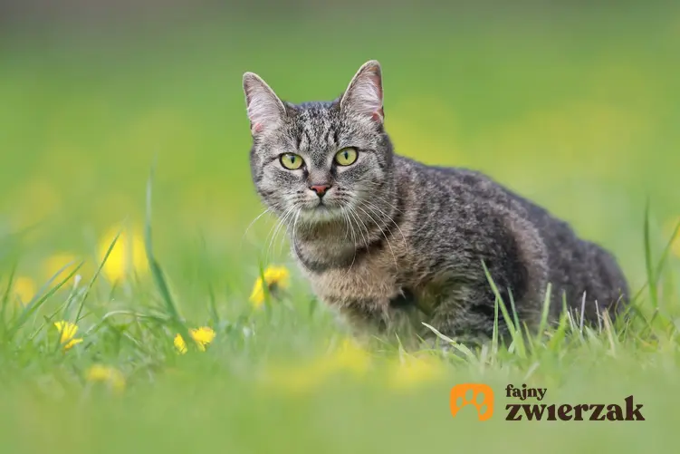 Kot europejski na trawniku, a także jego wychowanie, opis, charakter i cena