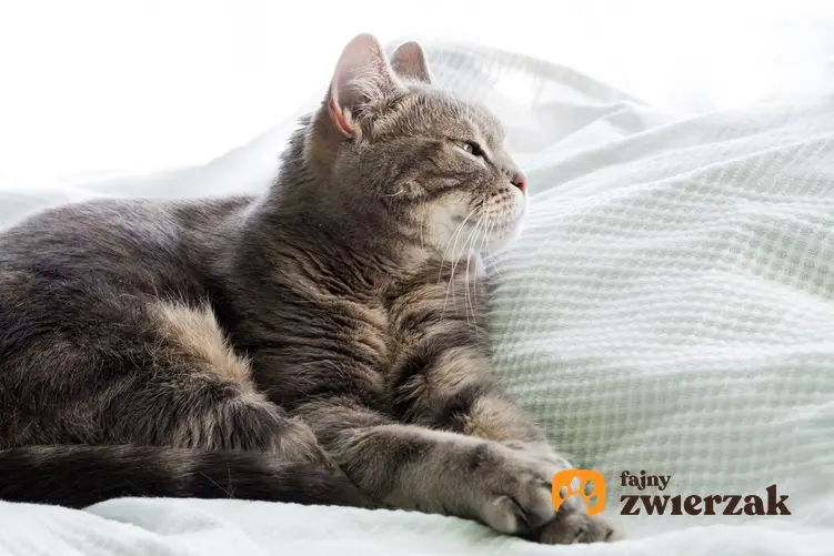 Kot europejski na kanapie w domu, a także jego charakter, usposobienie, cena i hodowla