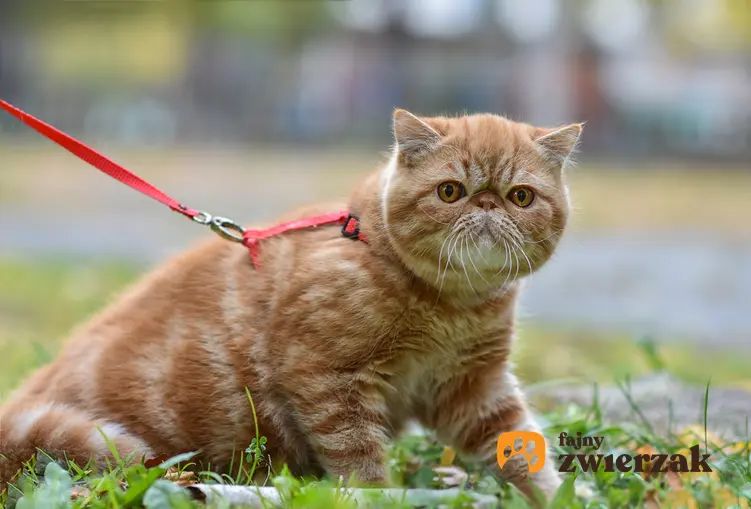 Kot egzotyczny na smyczy na trawniku, a także jego wychowanie, opis, charakter i cena