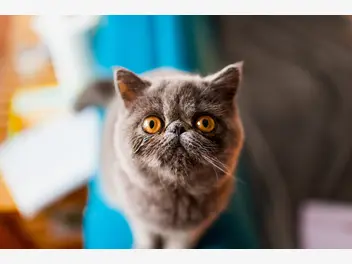 Ilustracja artykułu kot egzotyczny – informacje, zdjęcia, usposobienie, porady właścicieli