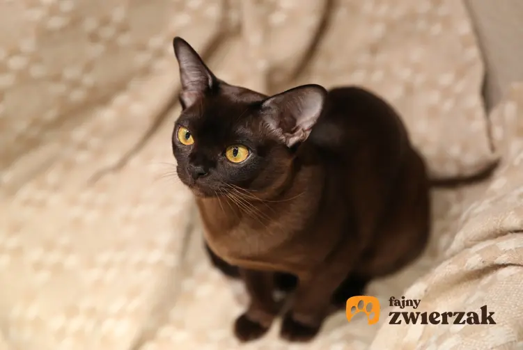 Kot burmski na kanapie w domu, a także jego charakter, usposobienie, cena i hodowla