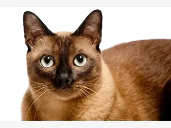 Ilustracja artykułu jaka jest cena kota burmskiego? sprawdź, ile kosztują kocięta