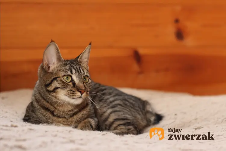 Kot manx na kanapie w domu, a także jego charakter, usposobienie, cena i hodowla