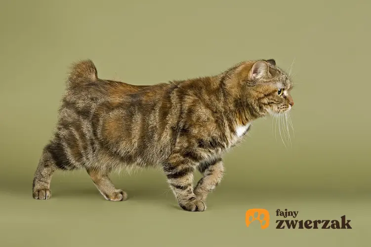 Kot manx na beżowym tle, a także jego wychowanie, opis, charakter i cena