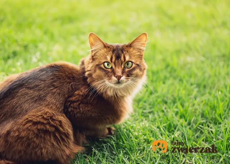 Kot somalijski na trawniku, a także hodowla, opis i cena kota somalijskiego