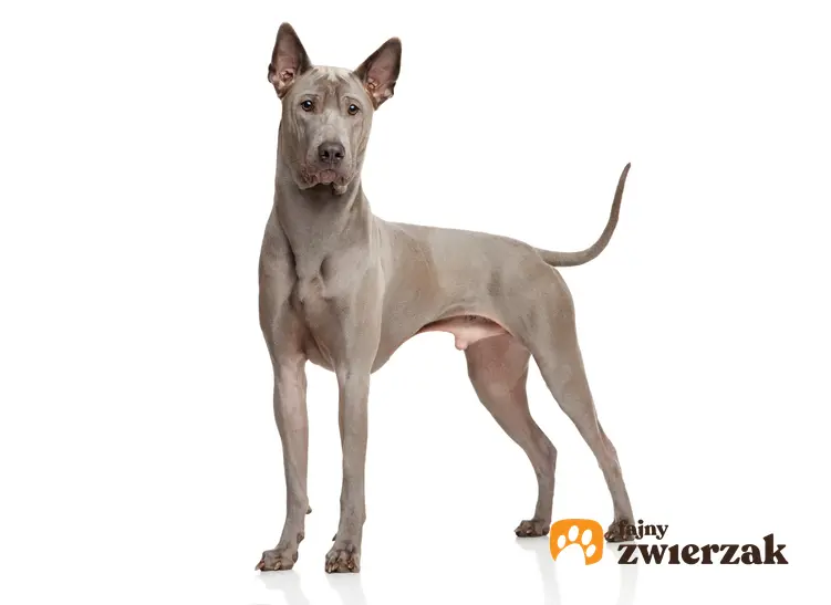 Pies rasy thai ridgeback z profilu na białym tle, a także cena thai ridgeback i hodowla