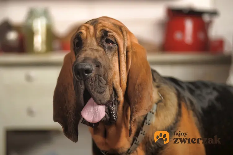Pies rasy bloodhound w domu oraz inne psy gończe i ciekawe rasy psów gończych w Polsce