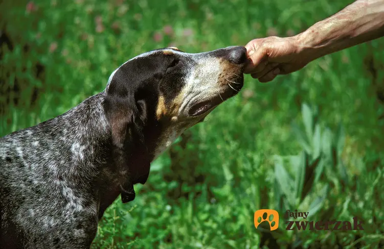 Pies rasy duży gończy gaskoński na trawie oraz inne psy gończe i ciekawe rasy psów gończych w Polsce