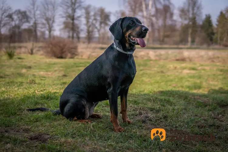 Pies gończy polski siedzący na trawie oraz inne psy gończe i ciekawe rasy psów gończych w Polsce