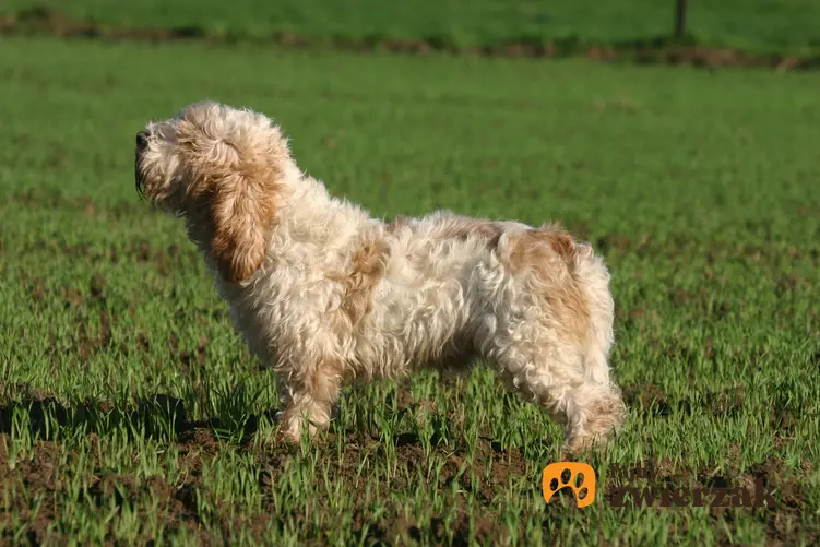 Pies rasy petit basset griffon vendeen na trawniku oraz inne psy gończe i ciekawe rasy psów gończych w Polsce