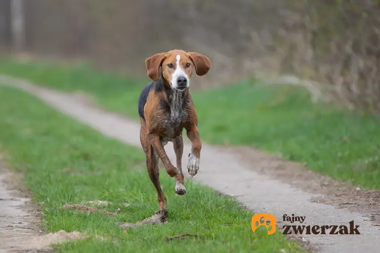 Pies rasy gończy hamiltona biegnący po trawie, a także jego charakter, usposobienie i cena
