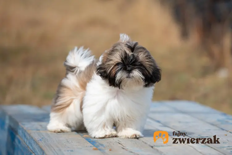 Pies rasy shih tzu, a także porównanie lhasa apso a shih tzu, podobieństwa i różnice